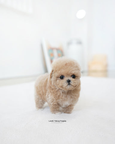 Teacup Maltipoo Female [Ashley]