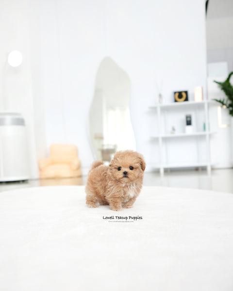 Teacup Maltipoo Male [Paco]