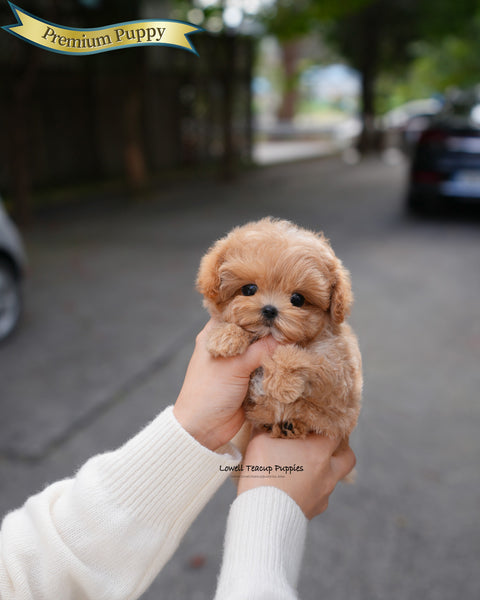Teacup Maltipoo Female [Lani]