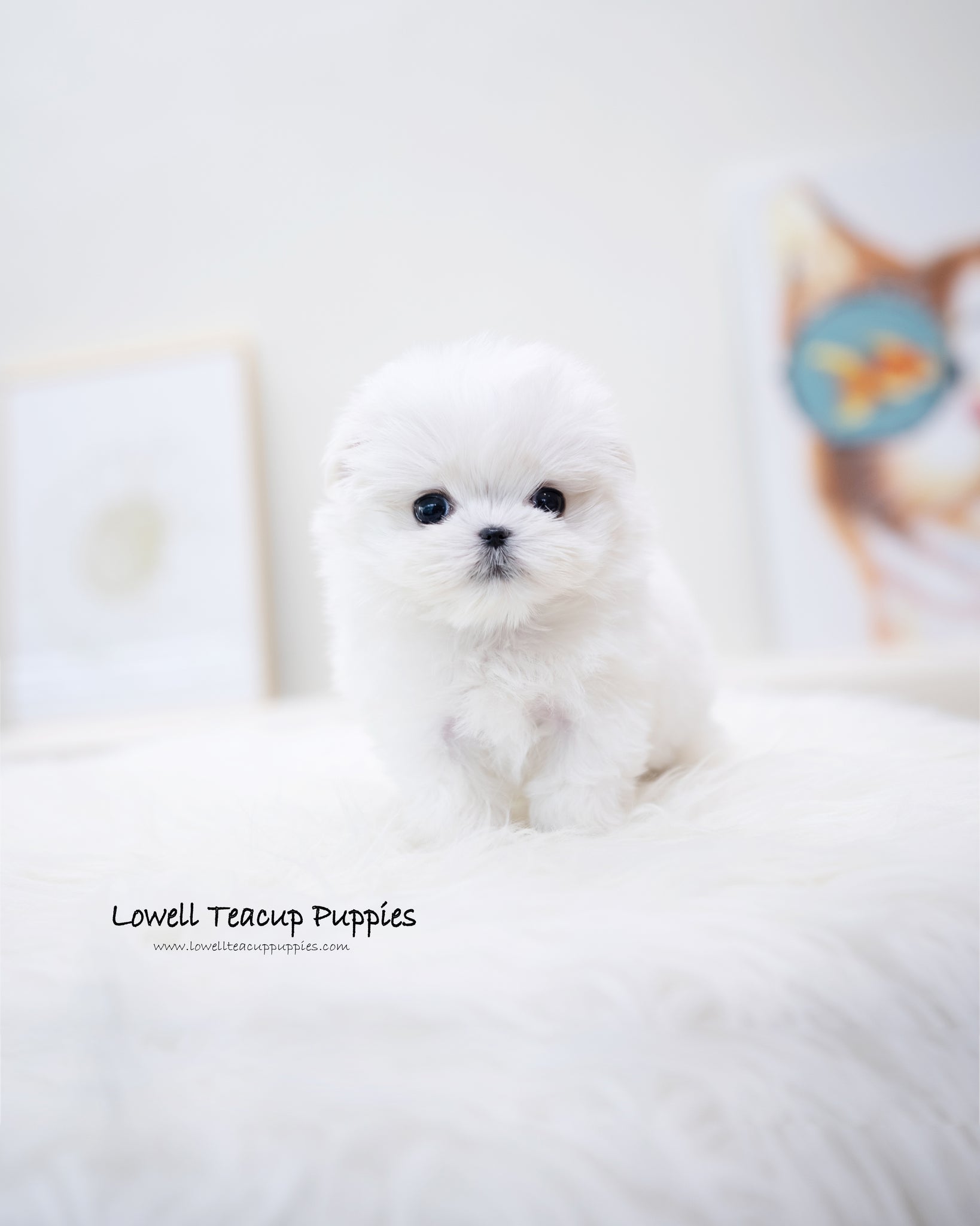 Teacup Maltese Female [Ari]
