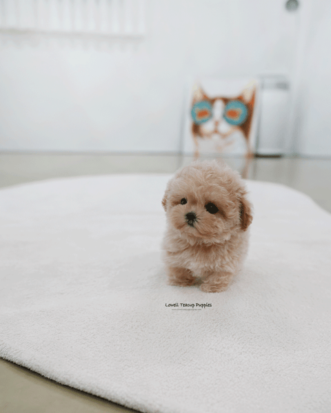 Teacup Maltipoo Female [Nina]