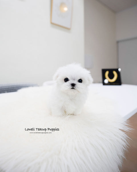 Teacup Maltese Male [Lucky]