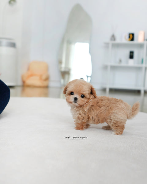 Teacup Maltipoo Male [Orion]