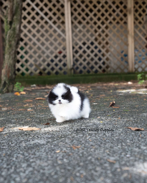 Teacup Pomeranian Female [Nora]