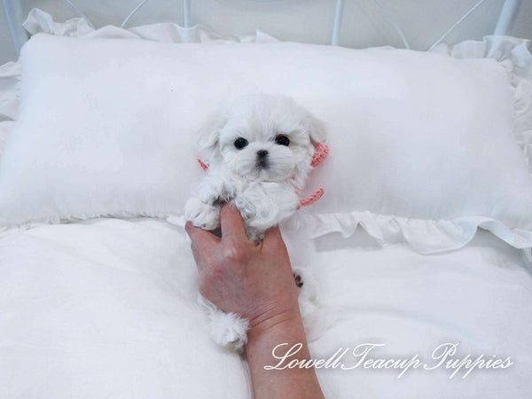 Teacup Maltese Female [Milk] - Lowell Teacup Puppies inc