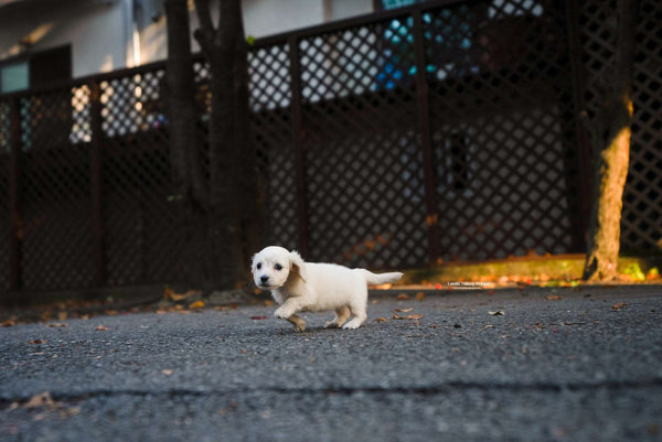 Teacup Dachshund Female [Lily] - Lowell Teacup Puppies inc