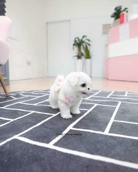 Teacup Maltese Female [Kassia]