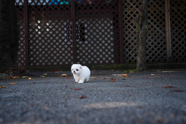 Teacup Maltese Female [Cara] - Lowell Teacup Puppies inc