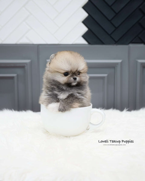 Teacup Pomeranian Female [Stacy]