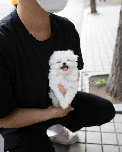 Teacup Maltese Female [Lily]