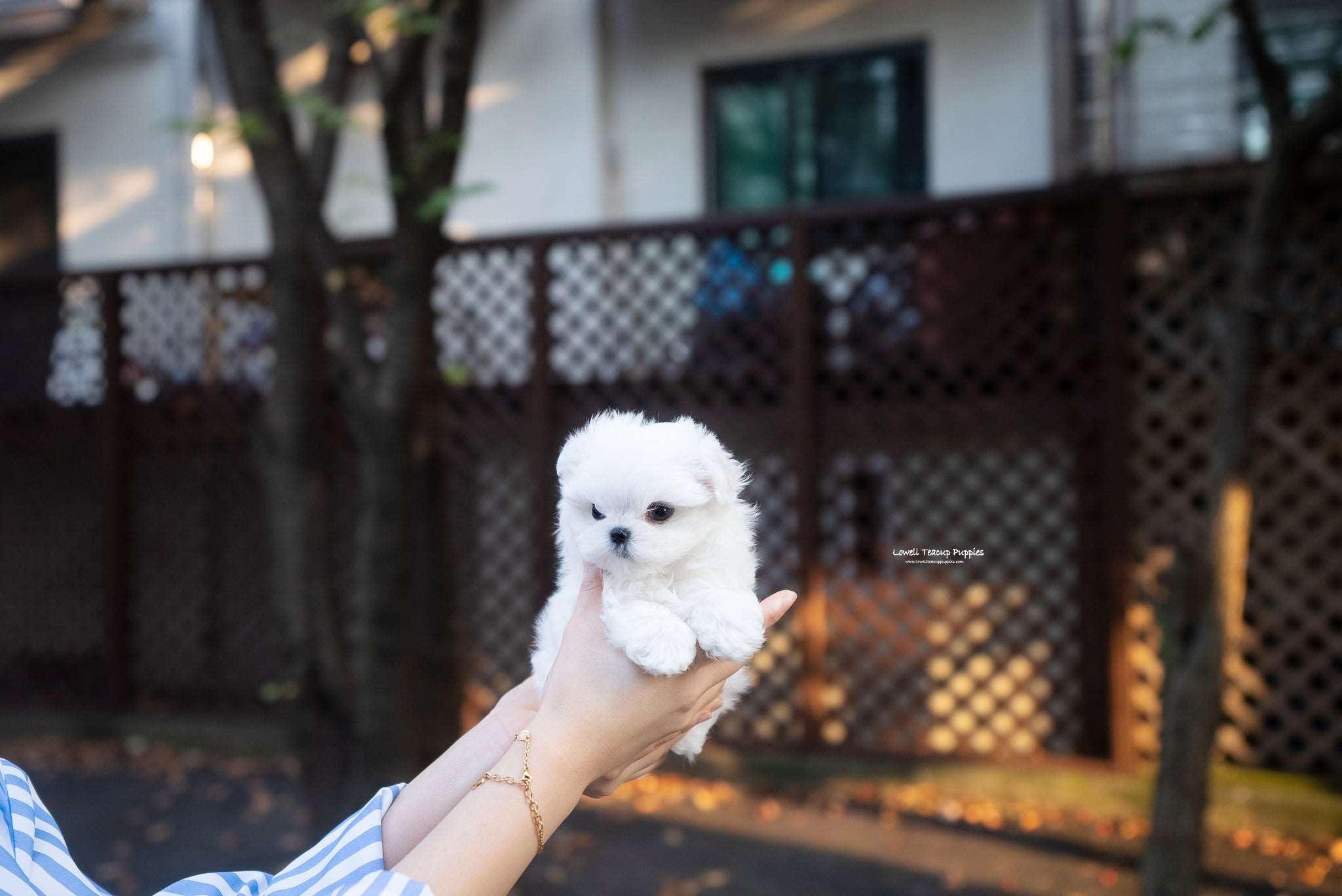 Teacup Maltese Female [Juniper] - Lowell Teacup Puppies inc