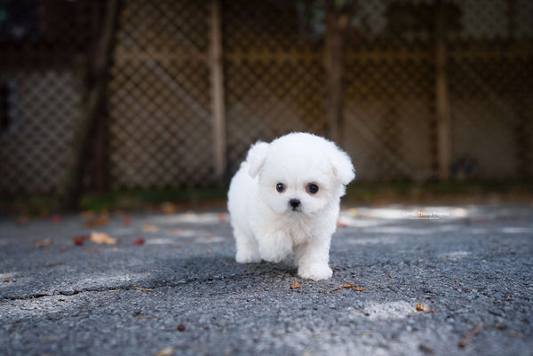 Teacup Bichon frise Male [Otto] - Lowell Teacup Puppies inc