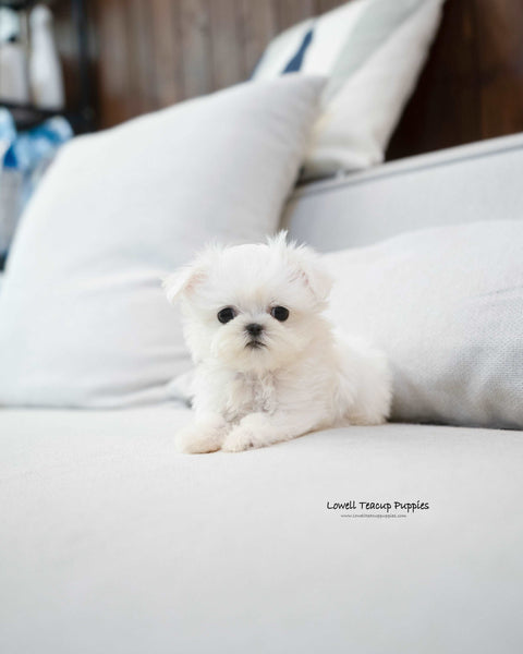 Teacup Maltese Female [Eblin]