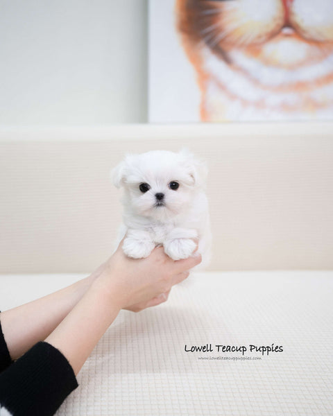 Teacup Maltese Male [Terry]