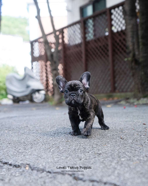 Mini French bulldog Female [Jude] - Lowell Teacup Puppies inc