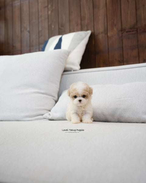 Teacup Maltipoo Male [Bruno]