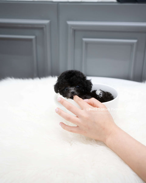 Teacup Poodle Female [Chloe]