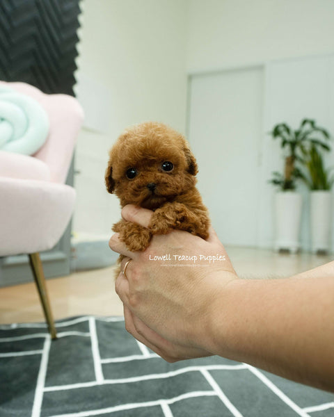 Teacup Poodle Male [Buster]