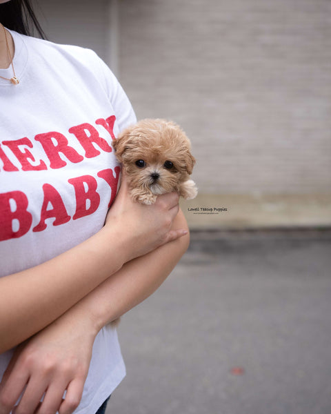 Teacup Maltipoo Female [Lucy]