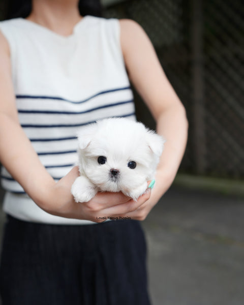 Teacup Maltese Male [Nico]