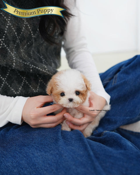 Teacup Maltipoo Female [Apple]