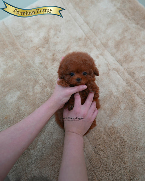 Teacup Poodle Male [Nugget]