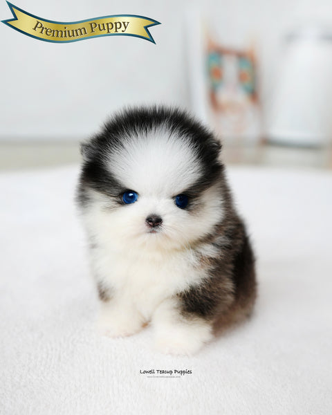 Mini Pomsky Male [Chopa]