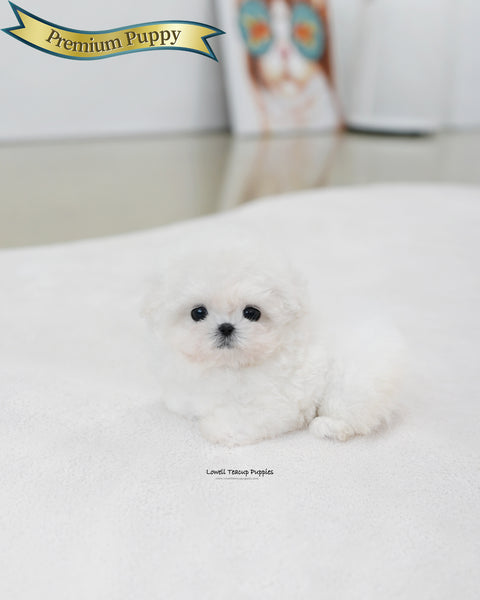 Teacup Bichon Frise Female [Celine]