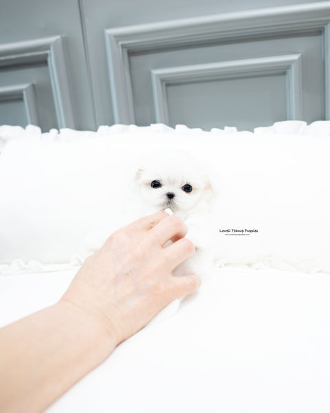 Teacup Maltese Male [Snow]
