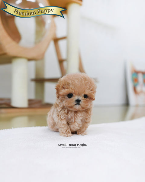Teacup Maltipoo Male [Orin]