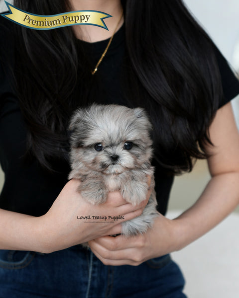 Teacup Maltipoo Female [Aurora]