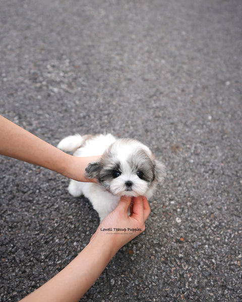 Teacup Maltipoo Female [Sugar]