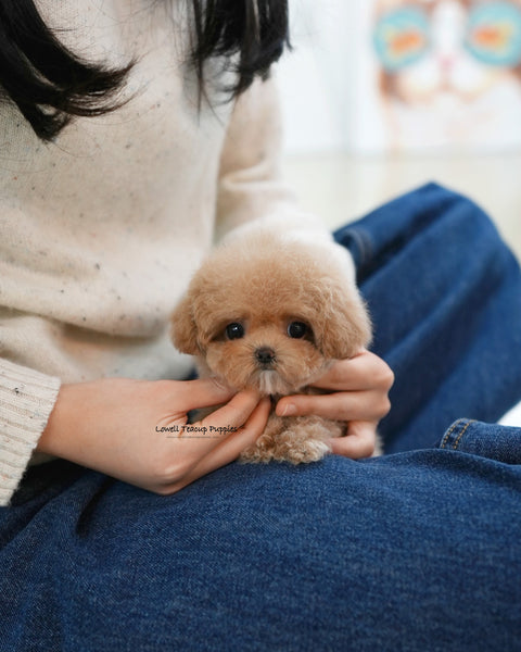 Teacup Poodle Female [Waffle]