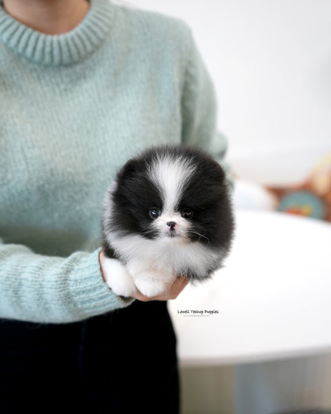 Teacup Pomeranian Female [Lacie]