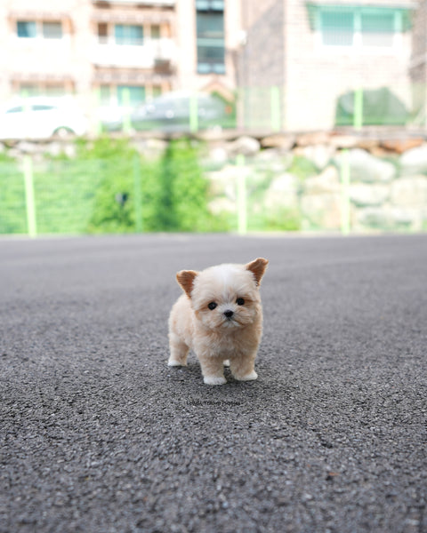 Teacup Maltipoo Male [Titi]
