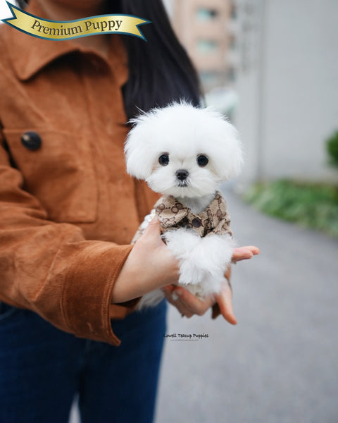 Teacup Maltese Female [Hana]