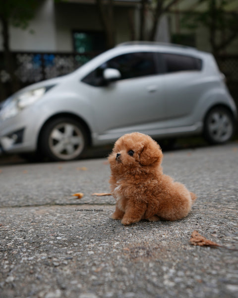 Teacup Poodle Male [Orin]