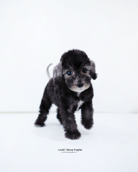 Mini Bedlington Terrier Female [Ring]