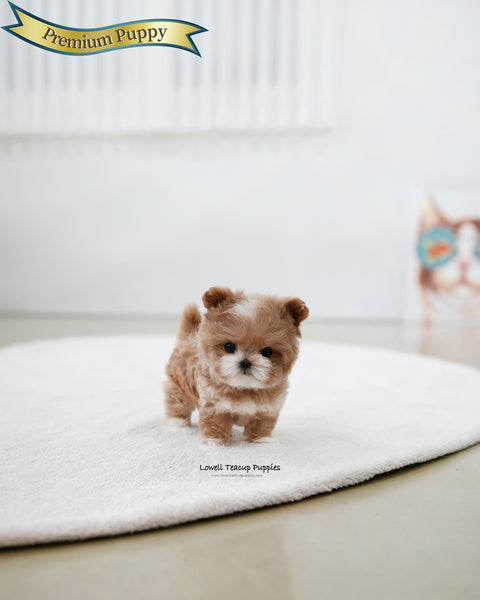 Teacup Maltipoo Male [Mickey]