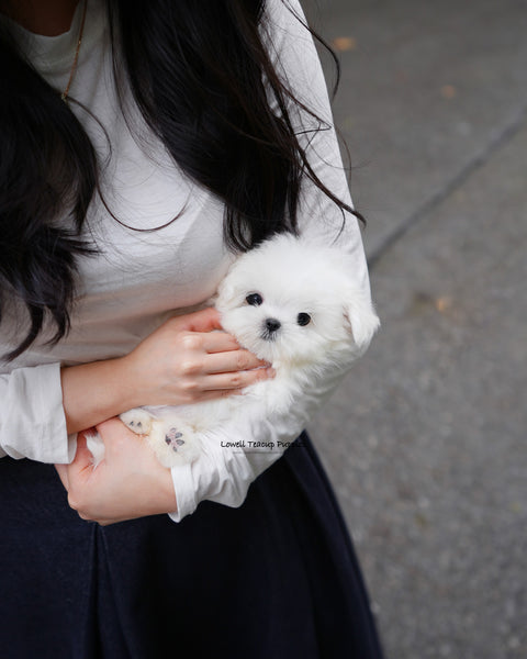 Teacup Maltese Female [Poki]