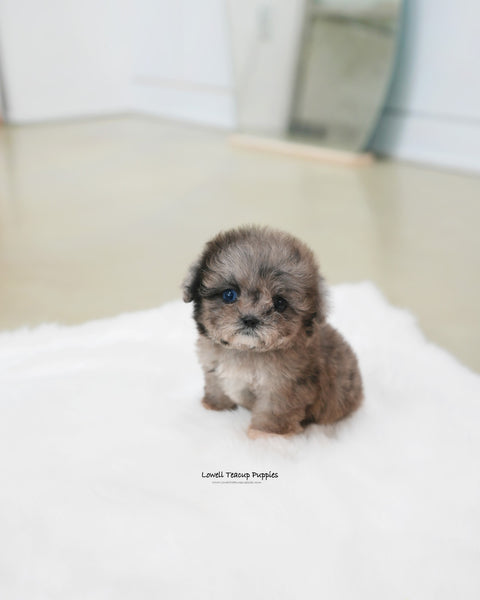 Teacup Maltipoo Female [Marine]