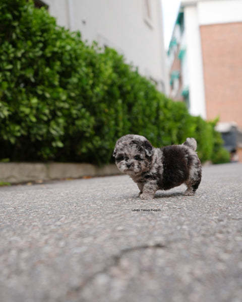 Teacup Poodle Female [Elle]