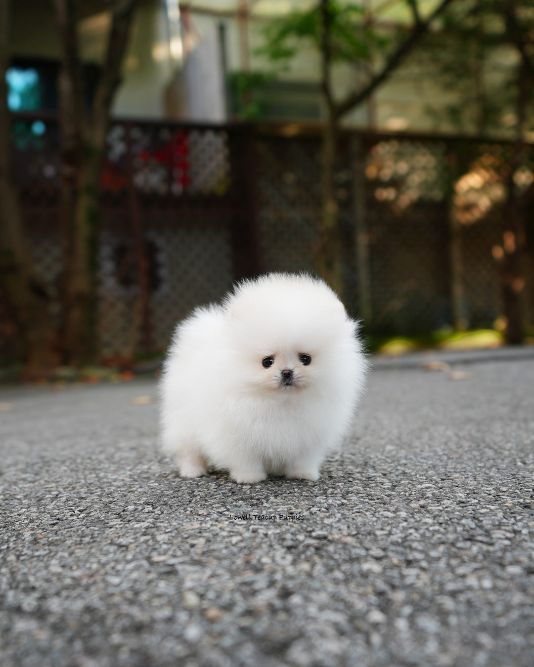 Teacup Pomeranian Female [Nora]