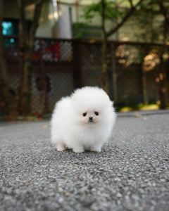 Teacup Pomeranian Female [Nora]