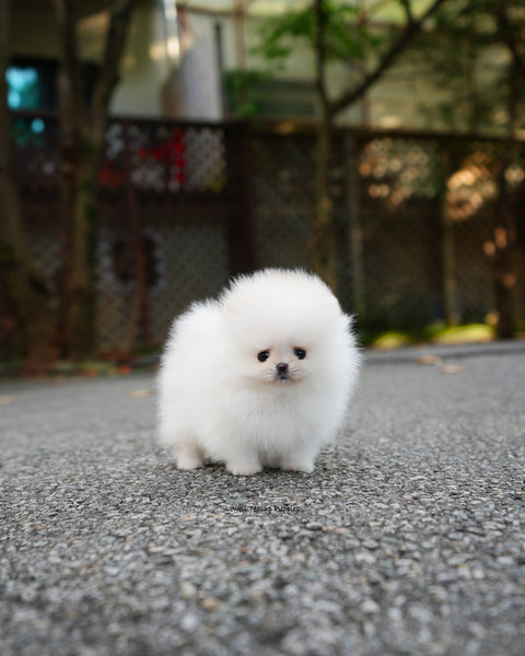 Teacup Pomeranian Female [Nora]