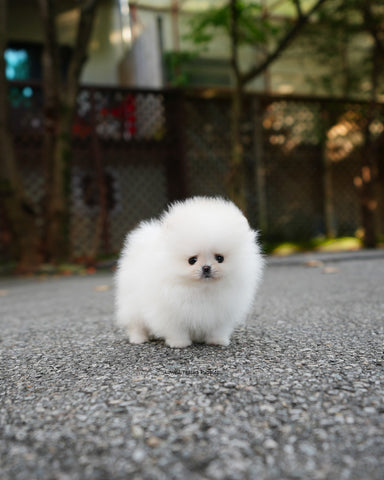 Teacup Pomeranian Female [Nora]