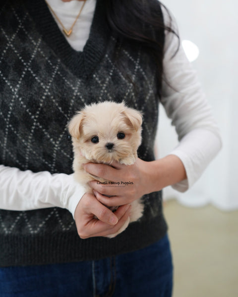 Teacup Maltipoo Male [Eden]
