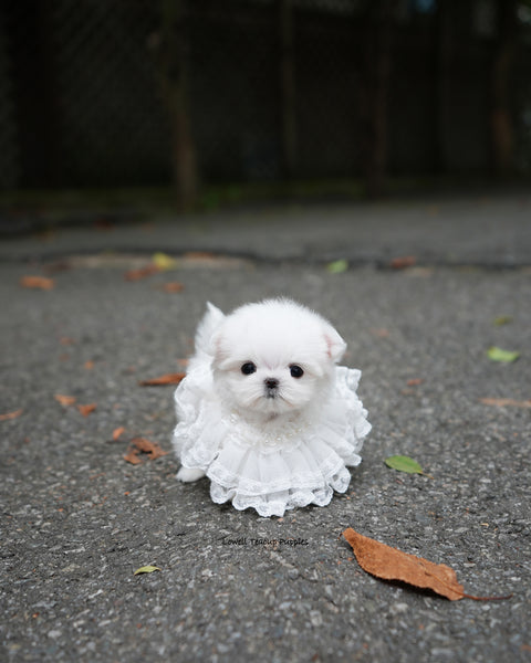 Teacup Maltese Female [Helen]