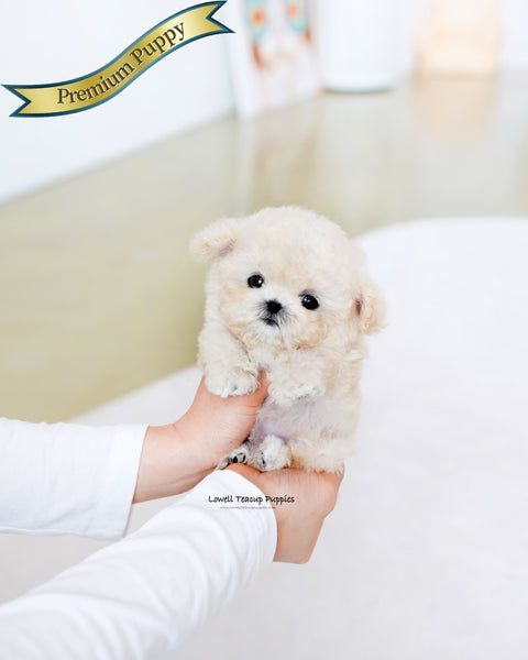 Teacup Poodle Female [Mochi]