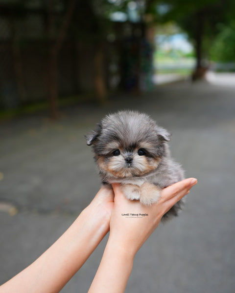 Teacup Maltipom Male [Hugo]